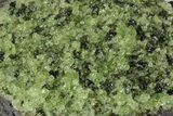 Peridot in Basalt - Arizona #247748-1